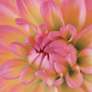 Meet your Posher, Vg